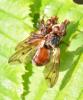 Myopa sp.